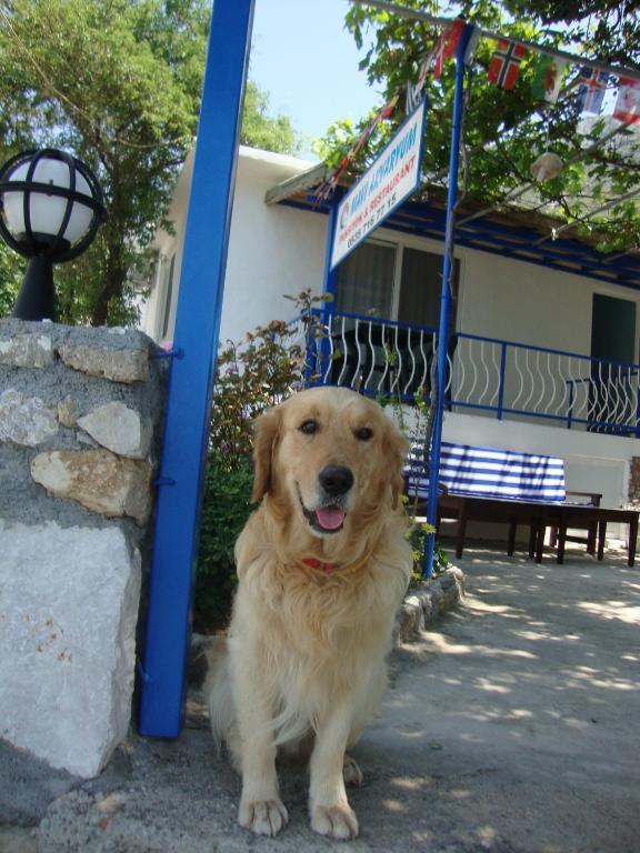 ホテル Mavi Akvaryum Pension Sogut  エクステリア 写真